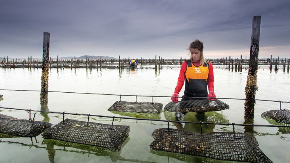 Woman standing in the middle of an oyster farm. The right connectivity solution (sensors + device management software + data analytics) enables remote monitoring and subsequently convenient and reliable control of the crop production process.